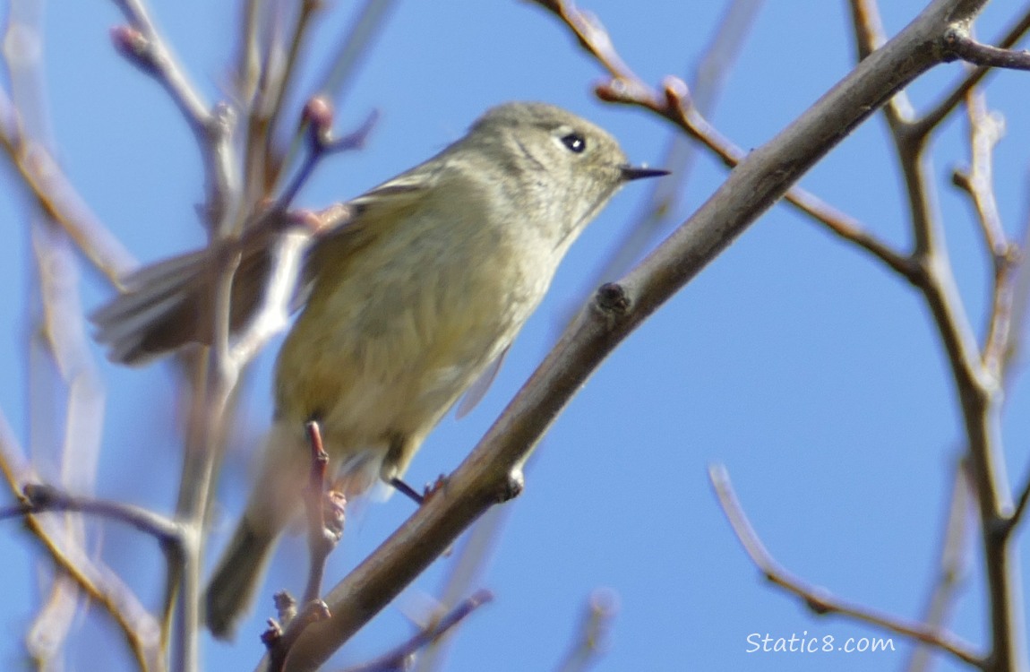 Ruby Crown Kinglet flies away from her twig