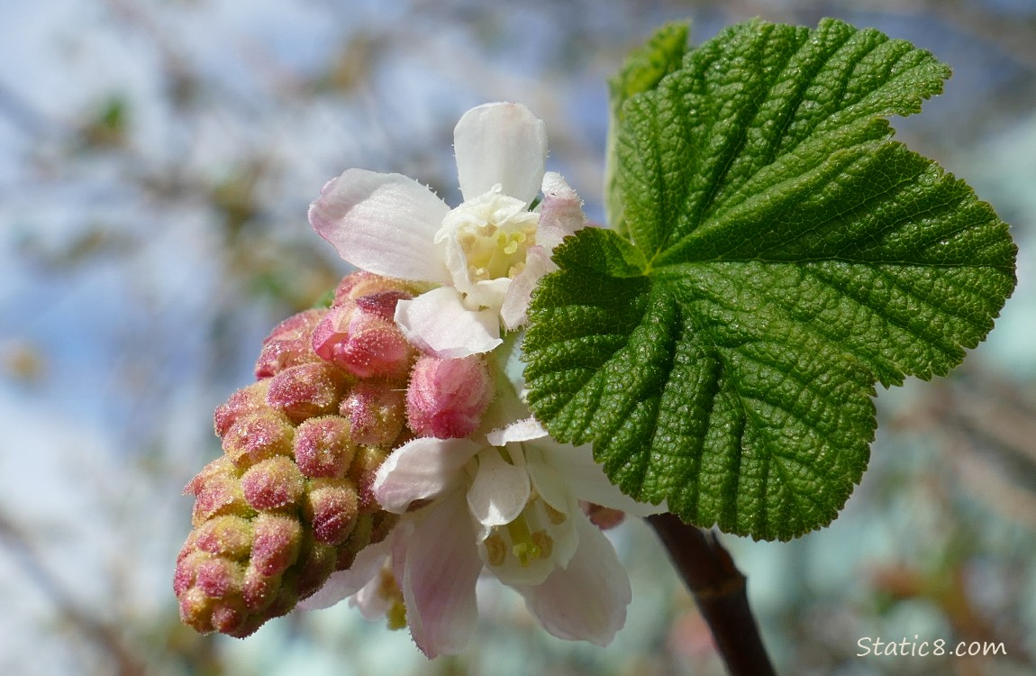 Red Flowering Currant bloom