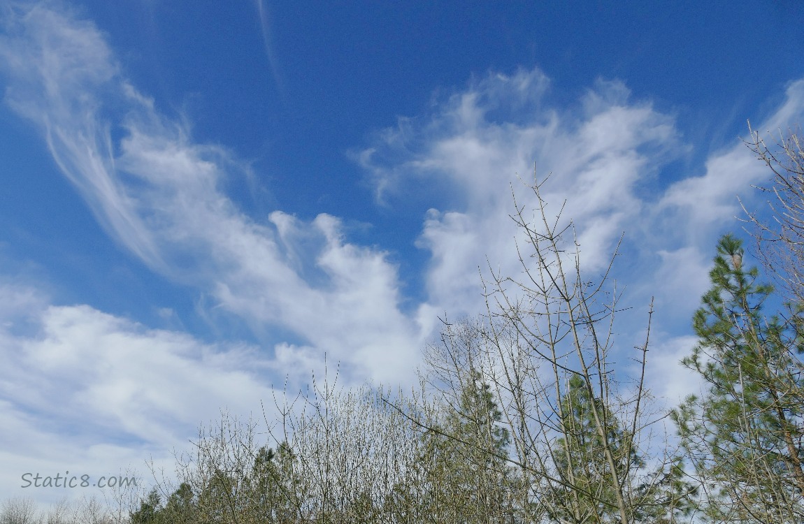Cirrus clouds in a blue sky