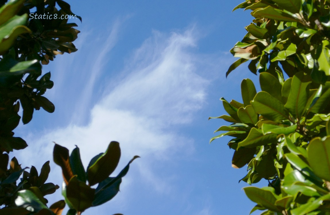 Blue sky with cirrus clouds, past green Magnolia leaves