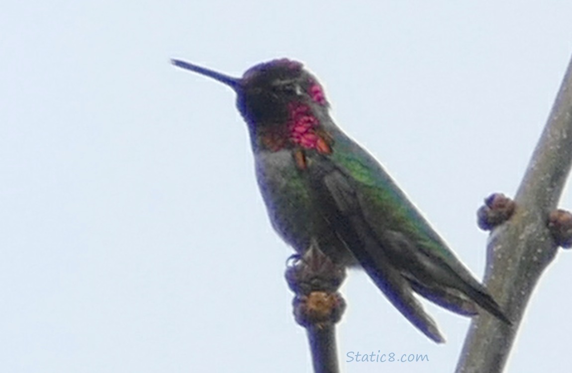 Anna Hummingbird standing on the top of a twig