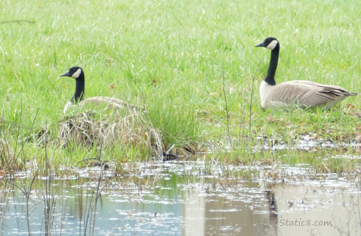 A pair of Canada Geese sitting and standing on the other side of a grassy puddle