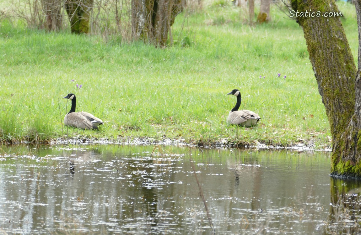 A pair of Canada Geese sitting and standing on the other side of a grassy puddle