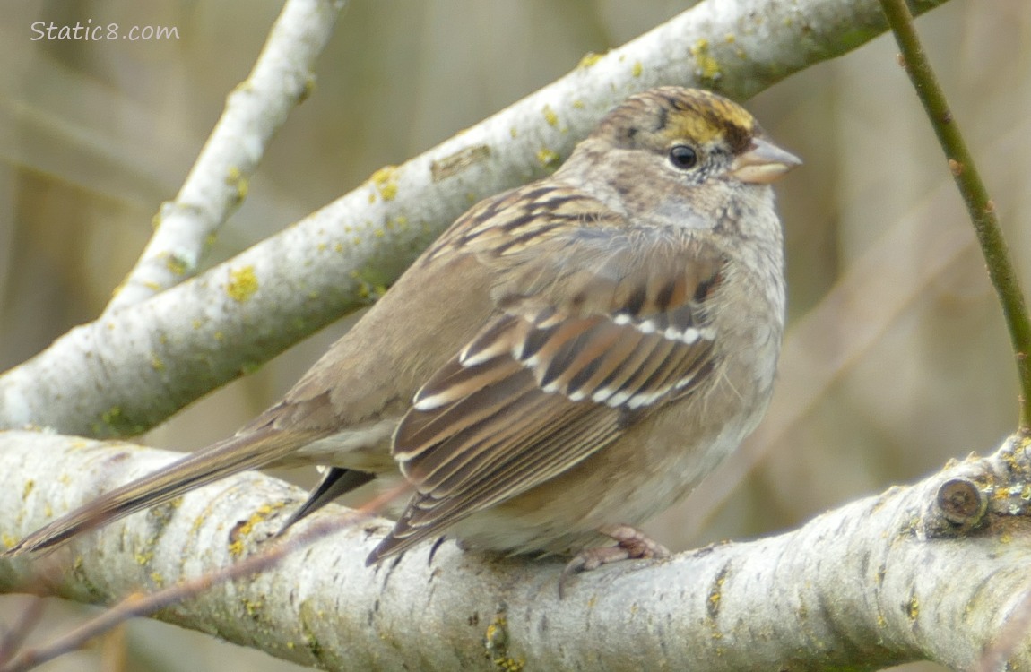 Golden Crown Sparrow standing on a branch