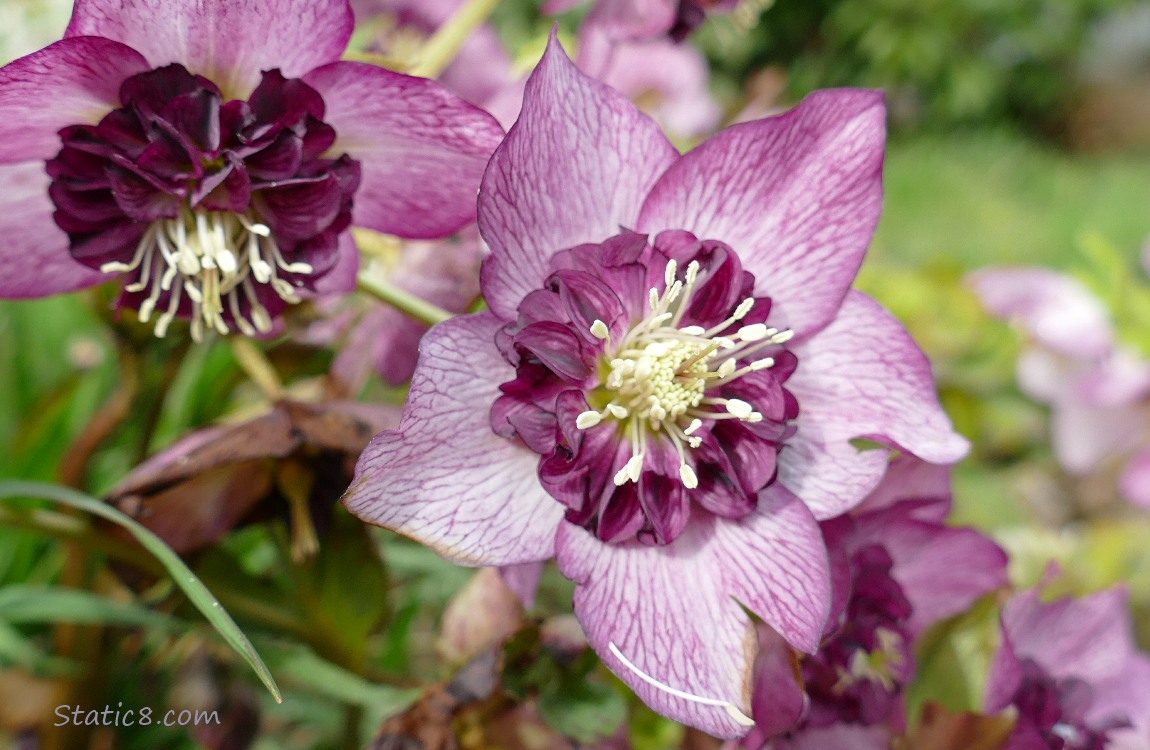 Purple, double petal Lenten Rose blooms