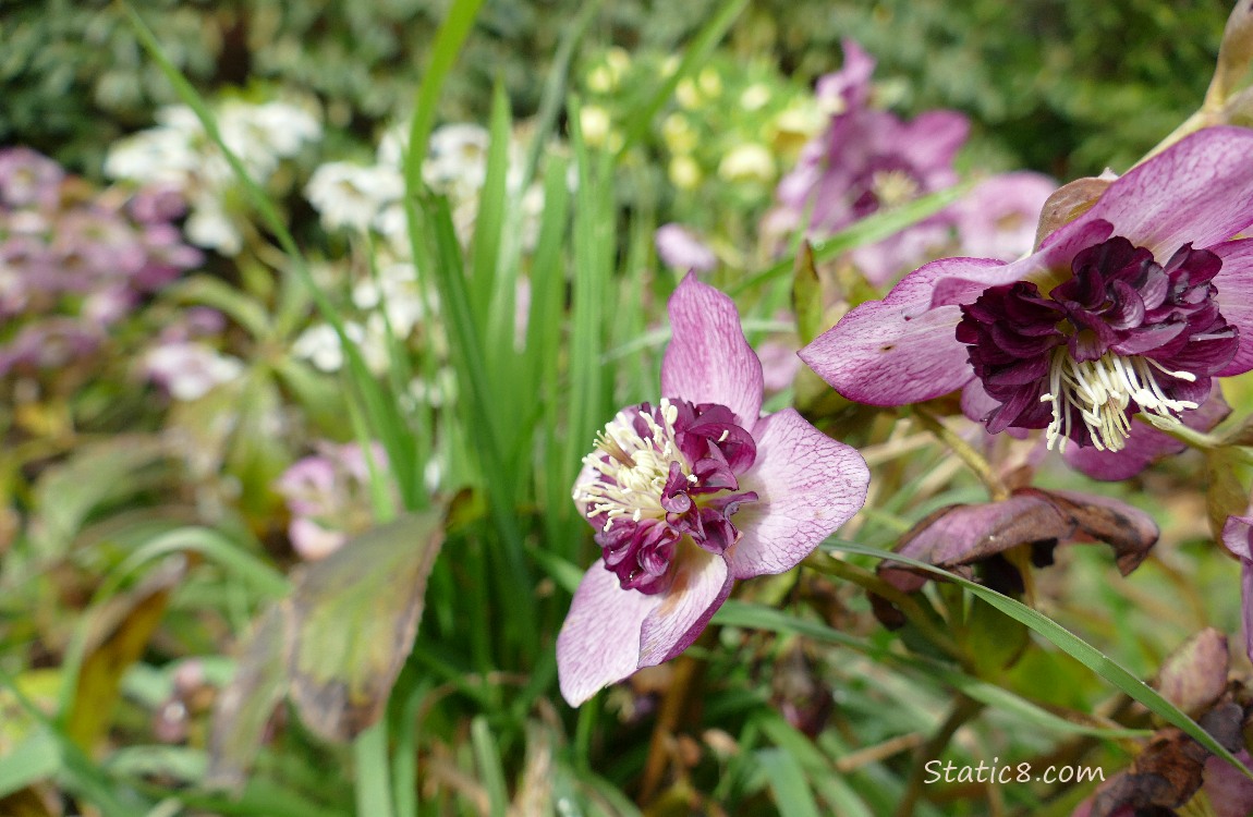 Purple Lenten Roses with other colours in the background