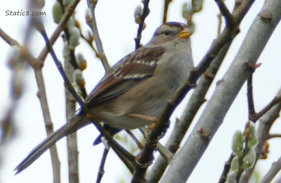 White Crown Sparrow up on a twig