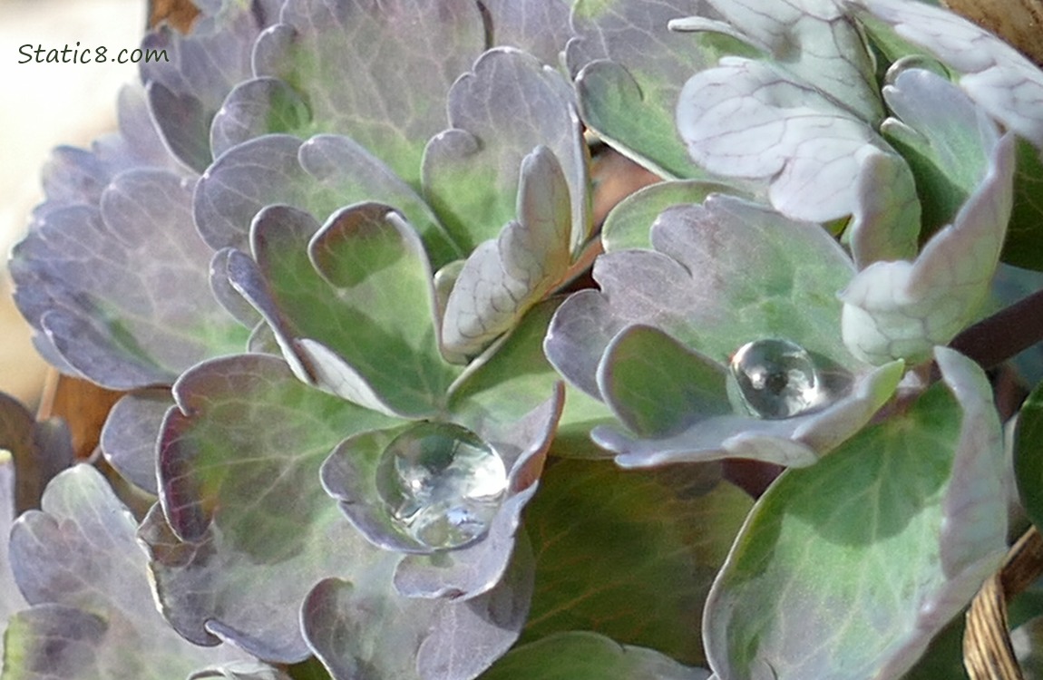 Close up of Columbine leaves, several holding drops of water