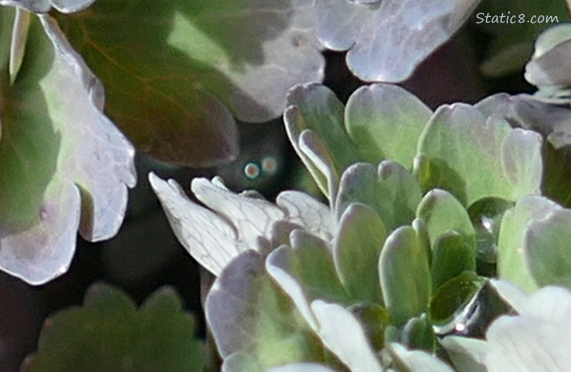 Columbine leaves