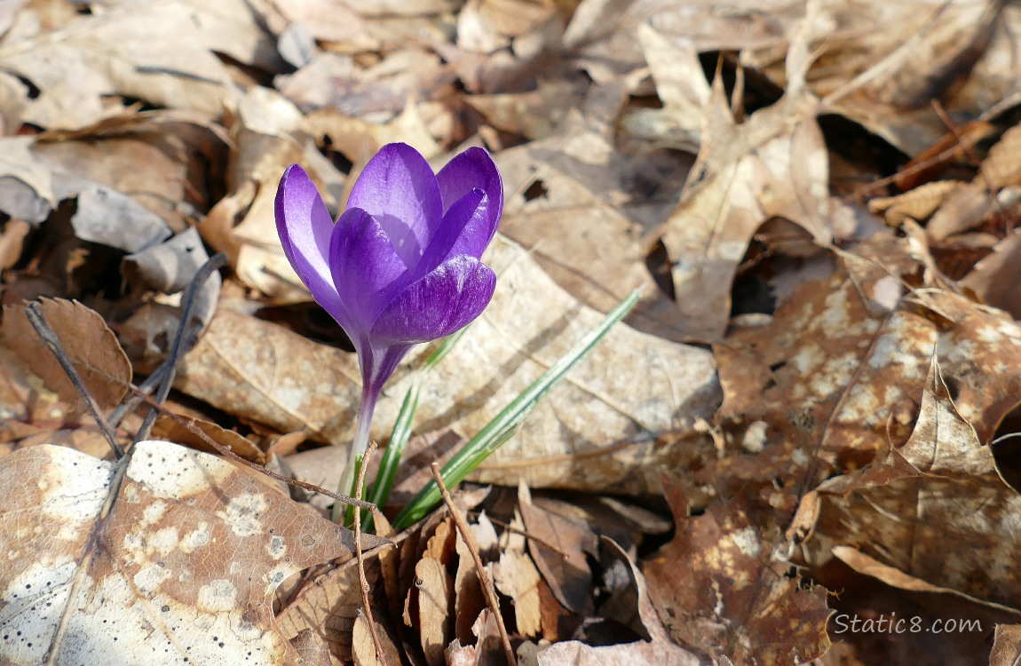 Single Crocus bloom surrounded by leaf mulch