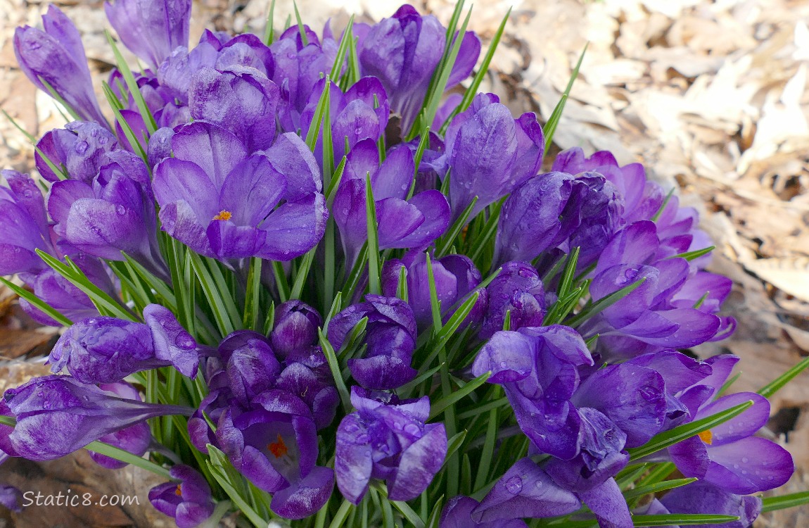 Purple Crocus blooms