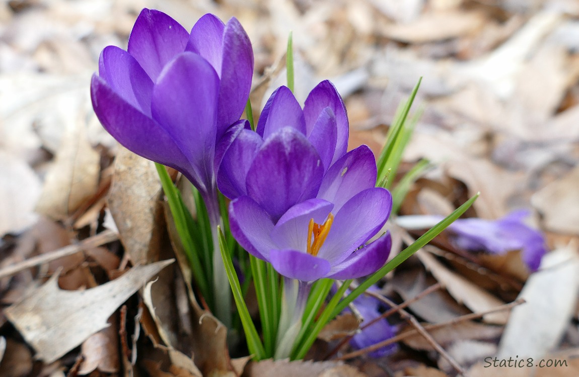 Purple Crocus blooms surrounded by leaf mulch