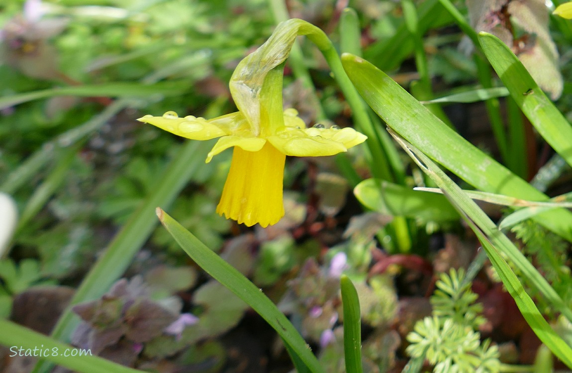 Single Daffodil bloom with rain drops on the petals