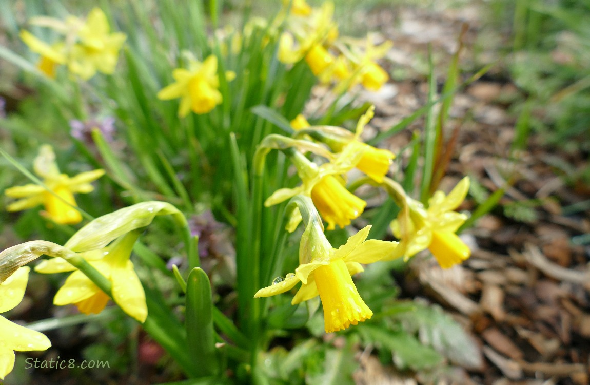 Daffodil blooms