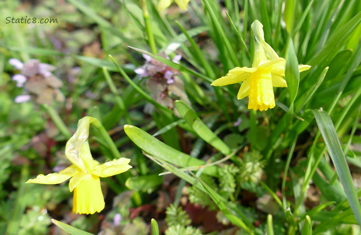 Two Daffodil blooms with some blooming Dead Nettle in the background