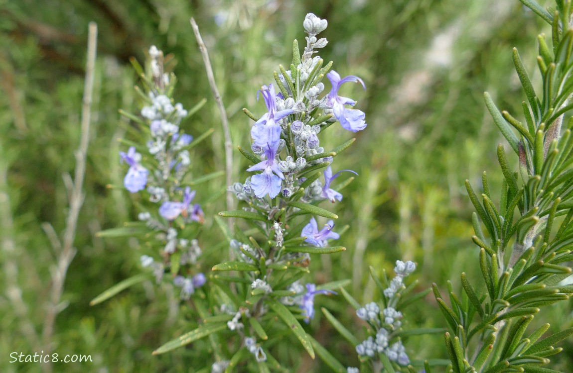 Rosemary blooms