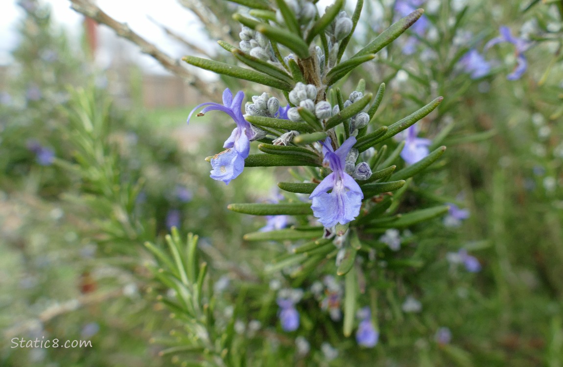 Rosemary blooms