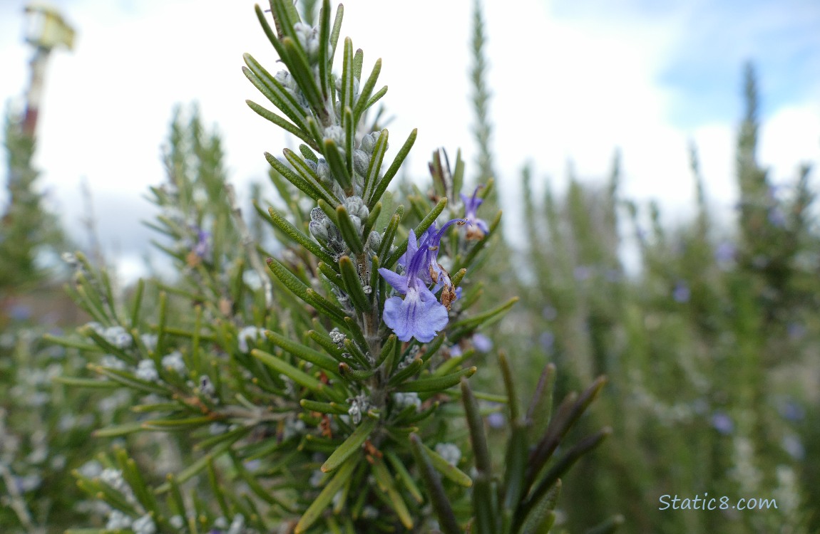 Rosemary blooms