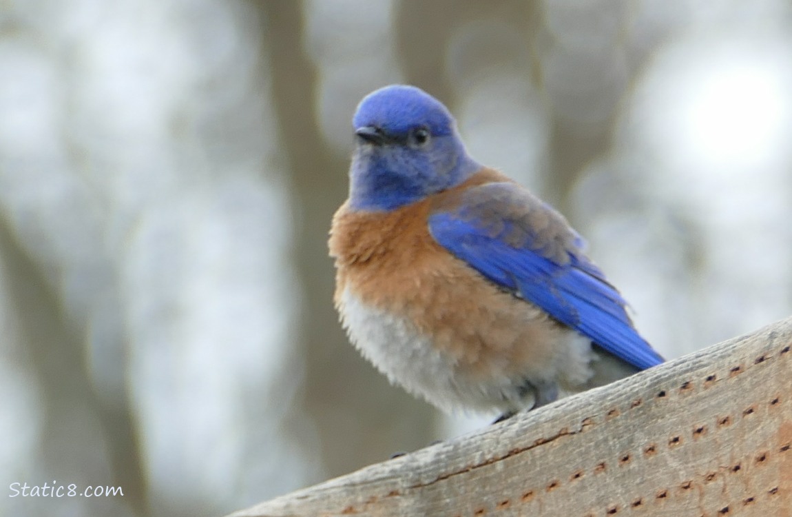 Western Bluebird standing on a wood fence