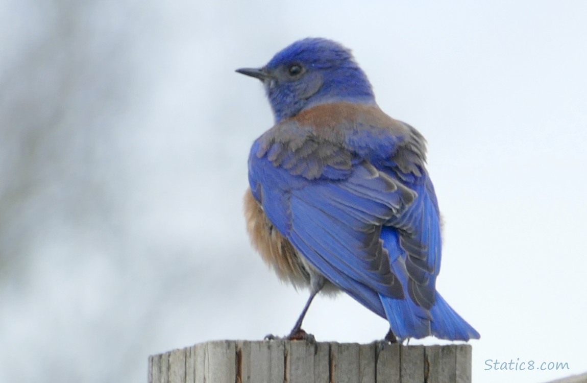 Western Bluebird standing on a wood post, glancing back