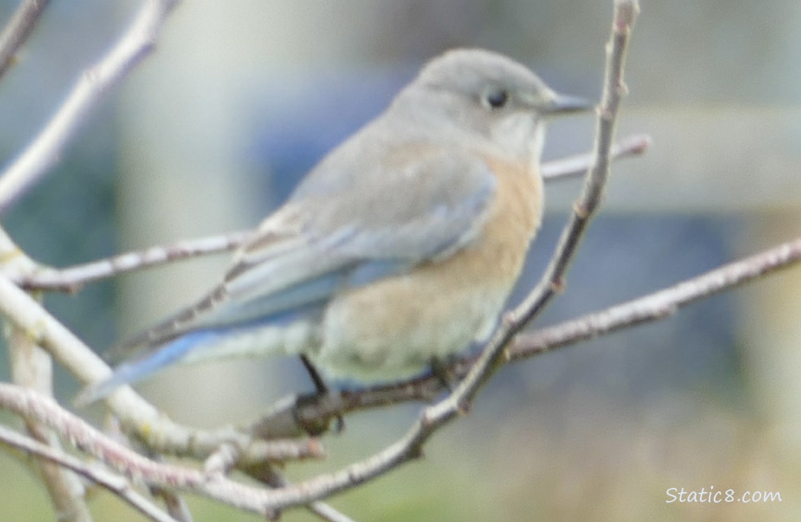 Blury female Western Bluebird standing on twigs