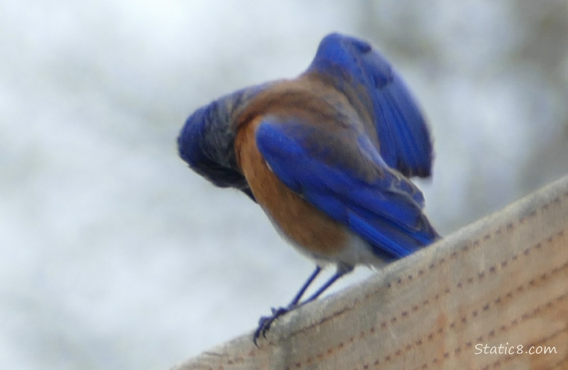 Male Western Bluebird preening on a wood fence