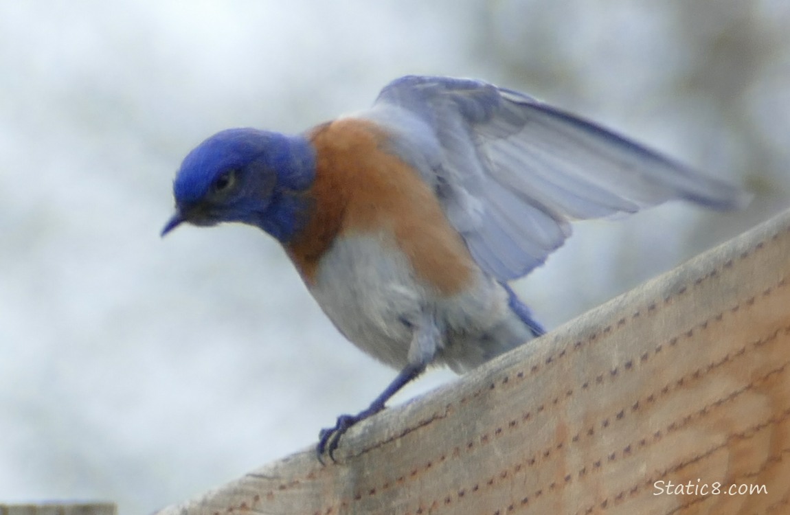 Western Bluebird standing on a wood fence, stretching his wings back