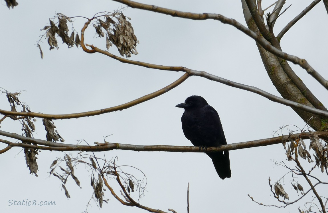 American Crow silhouetted in a tree with old maple keys