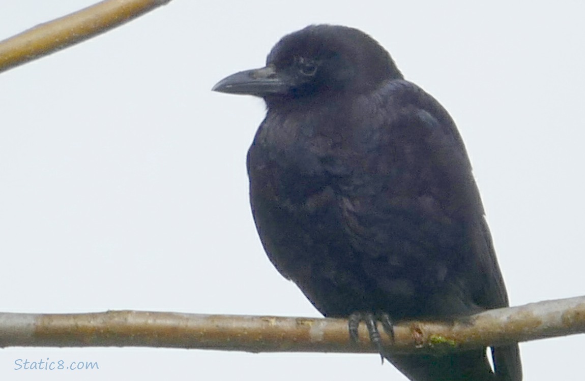 American Crow standing on a brach, grey sky behind