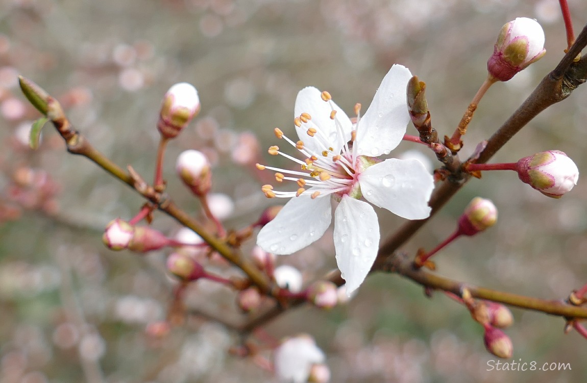 Close up of a Cherry Blossom, surrounded by unopened buds