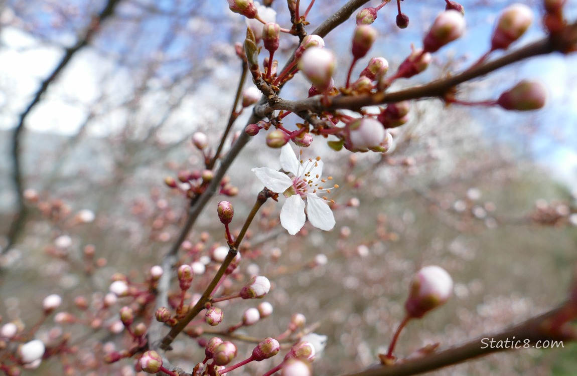 A single Cherry blossom surrounded by many unopened buds on a tree