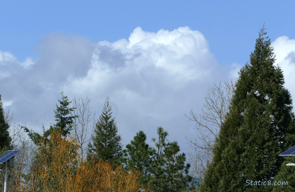 Clouds over the trees