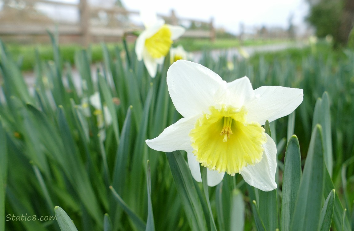 Daffodil bloom surrounded by leaves