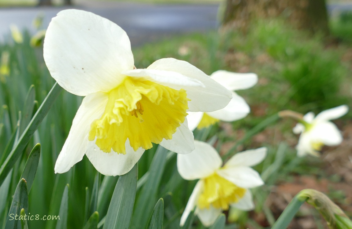 Daffodil blooms