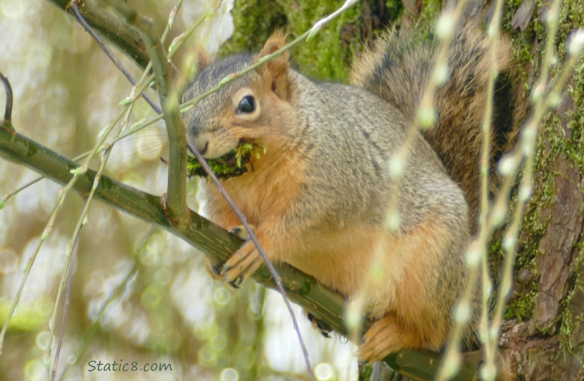 Squirrel sitting on a branch with moss in her mouth
