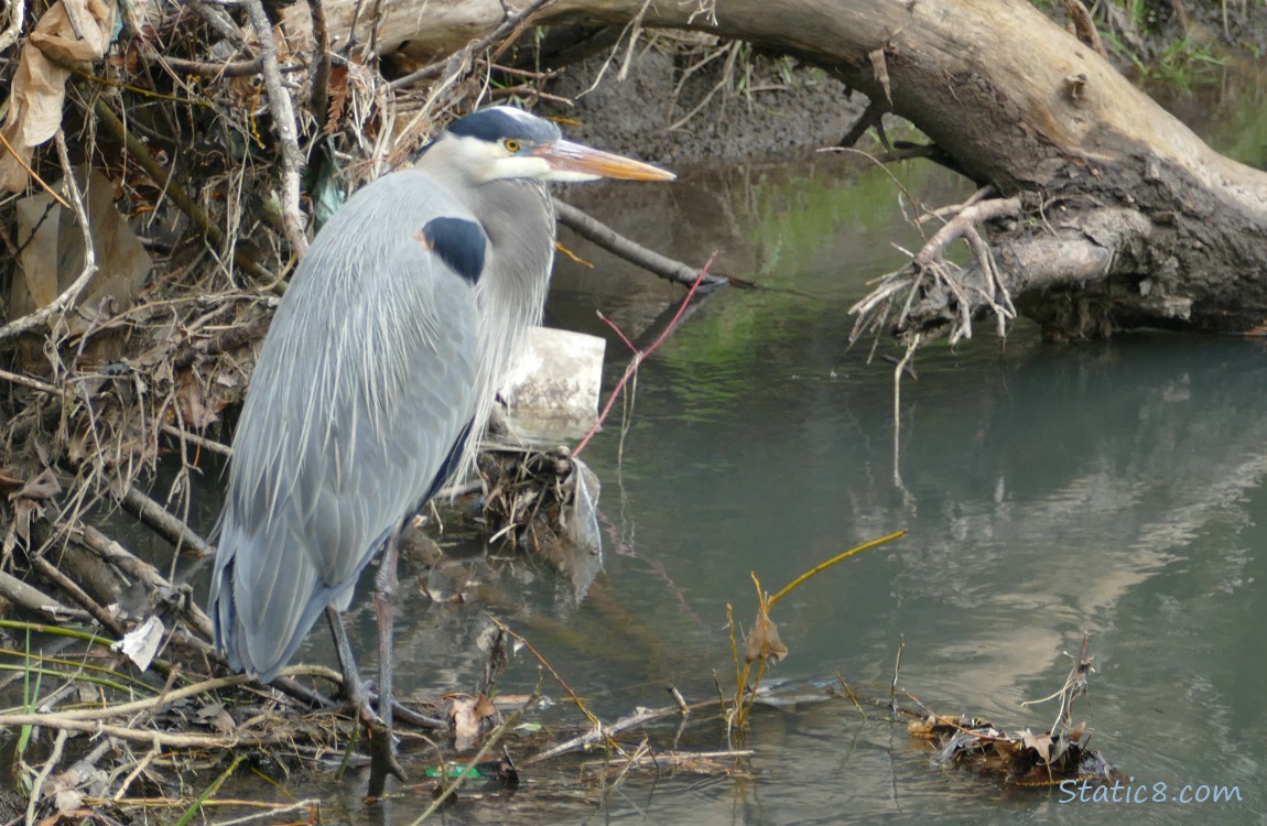 Great Blue Heron standing near the bank of the creek with litter