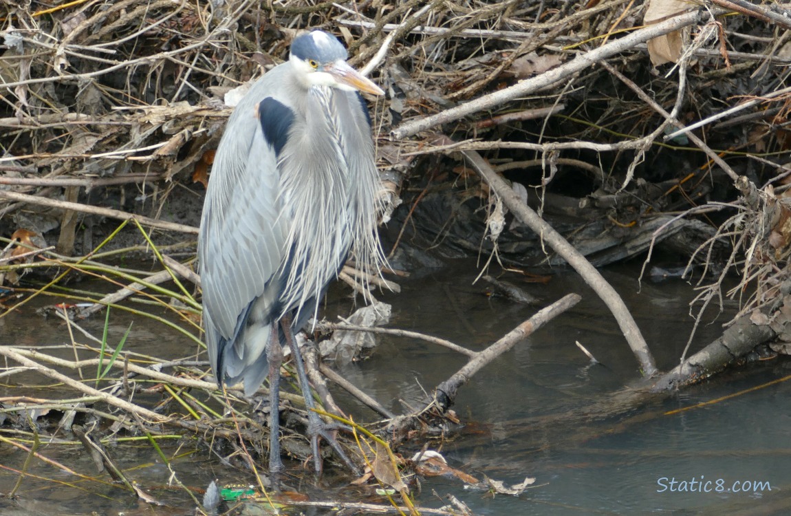 Great Blue Heron standing near the bank of the creek with litter