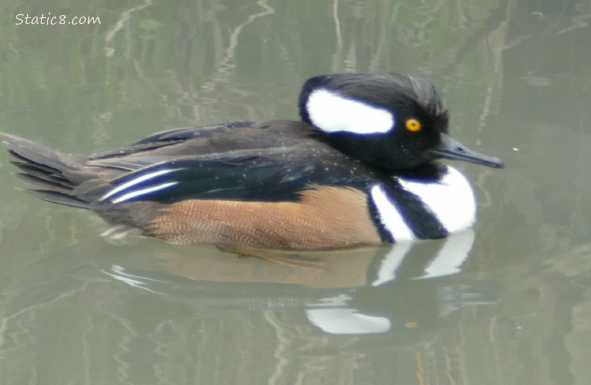 Male Hooded Merganser paddling on the water