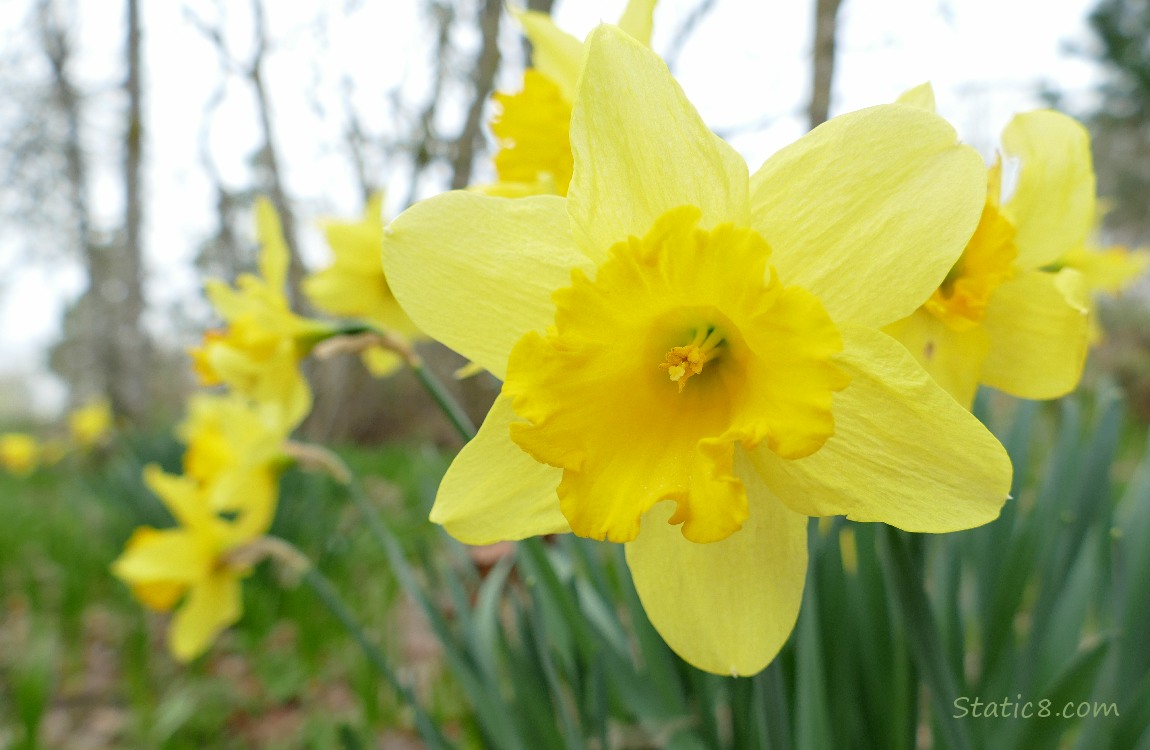 Closeup of a Daffodil bloom, with other blooms in the background