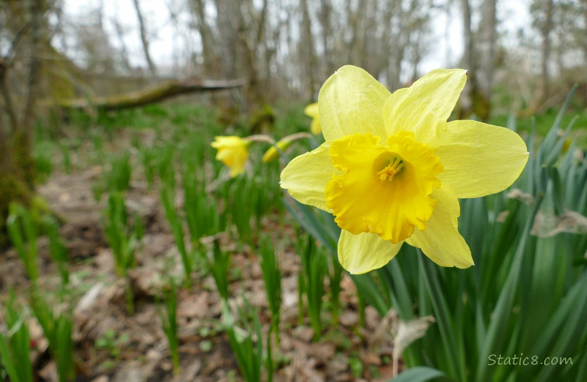 Daffodil bloom with Camas Lilies coming up in the background