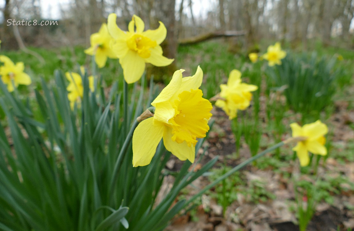 Daffodil blooms in a forest