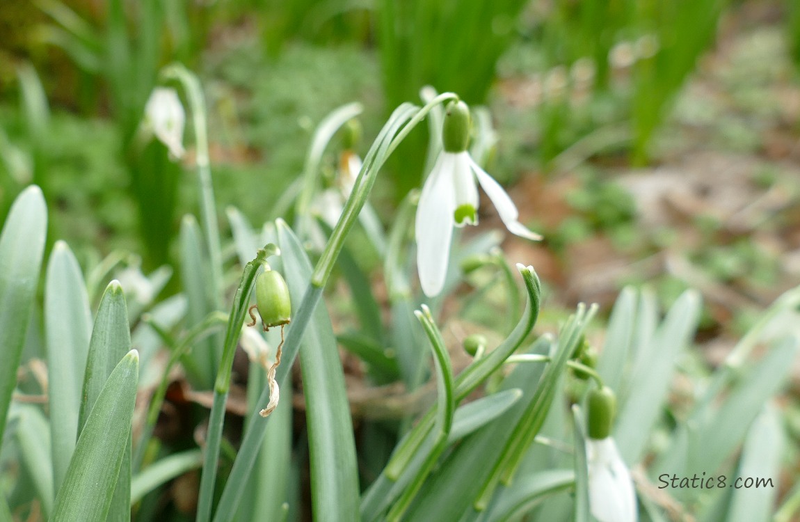 Snowdrop bloom and a green seed pod