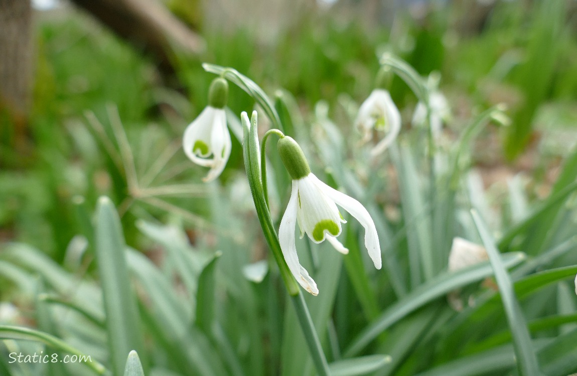 Snowdrop bloom and a green seed pod