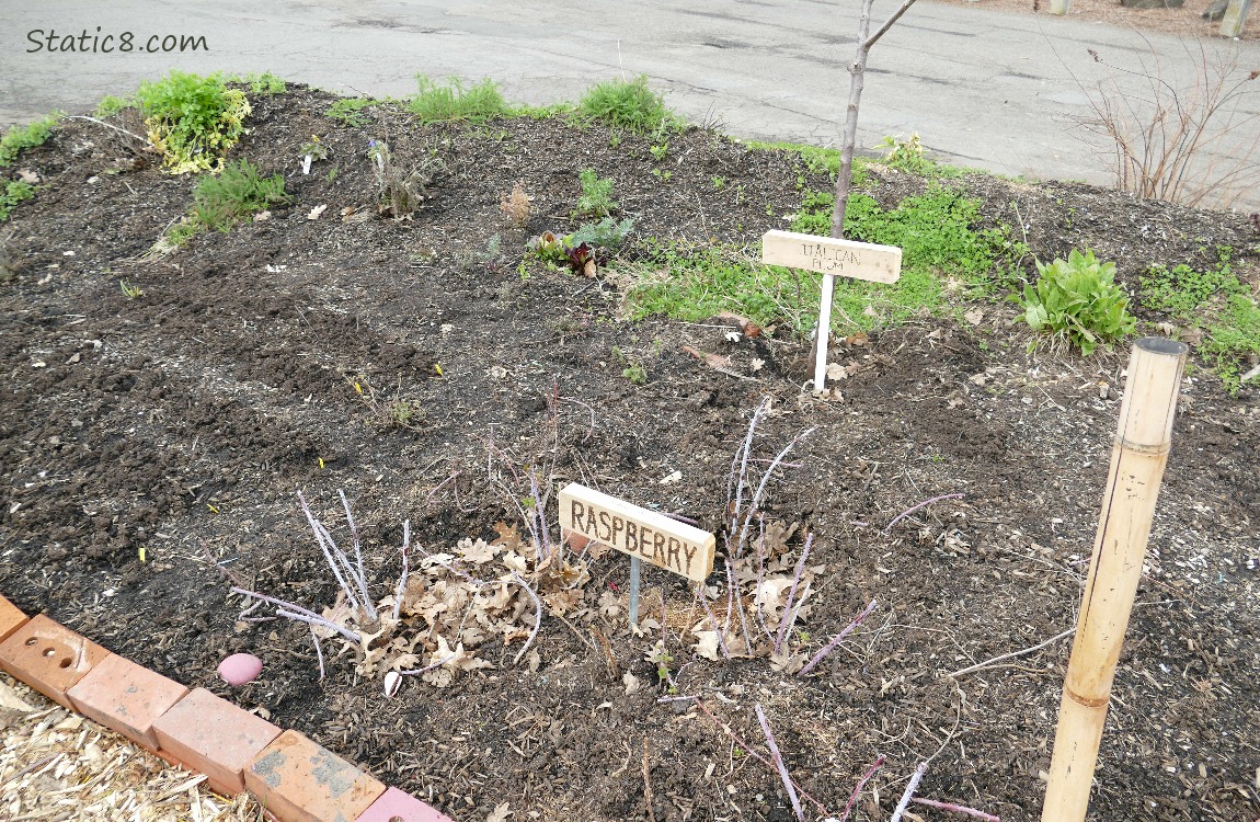 Garden bed with sign that says Rasberry