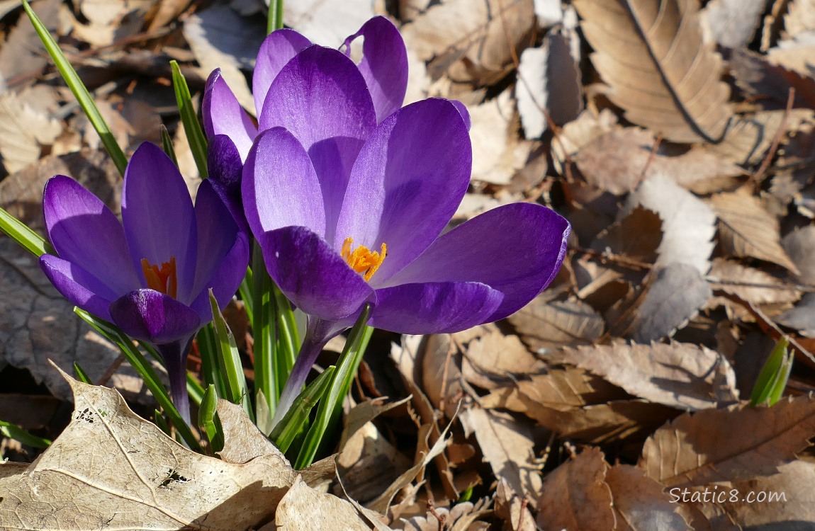 Three purple Crocus blooms surrounded by leaf mulch