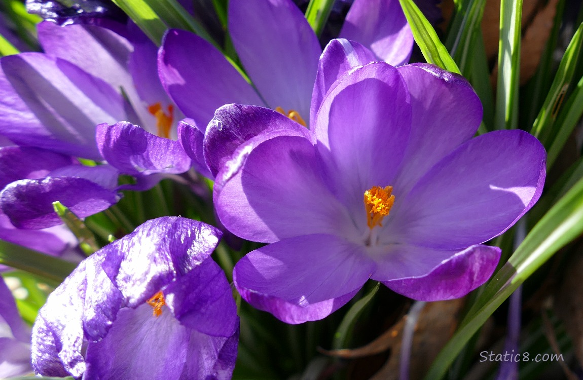 Purple Crocus blooms