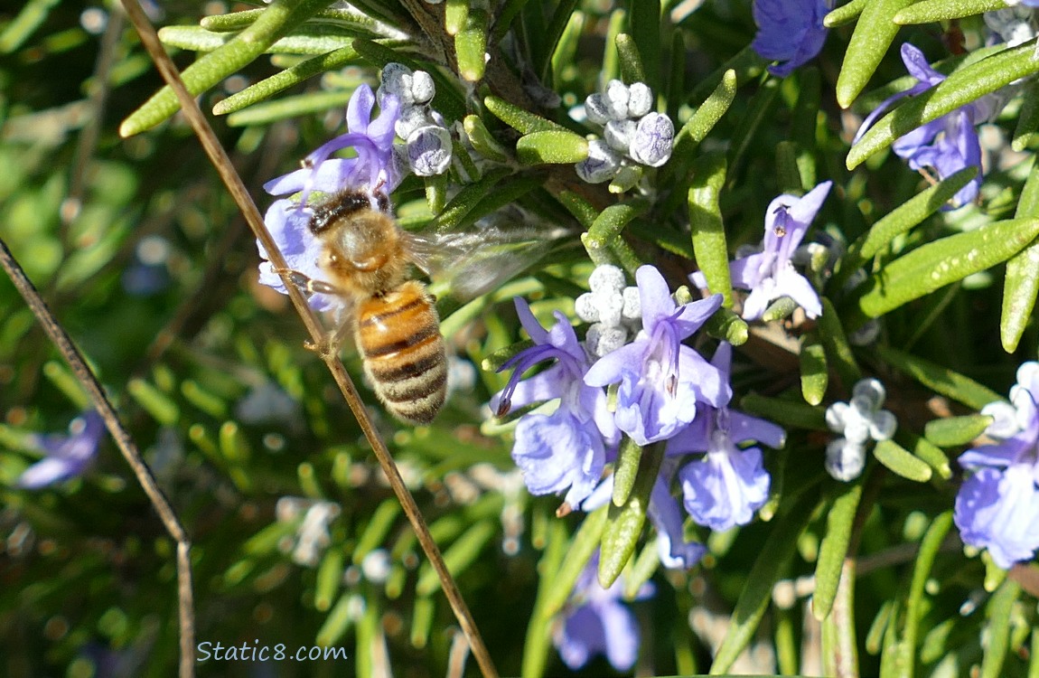 European Honey Bee on a Rosemary bloom