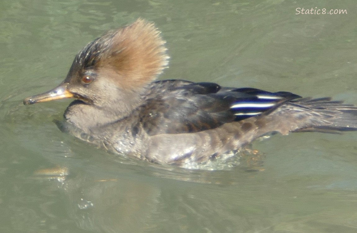 Female Hooded Merganser paddling on the water