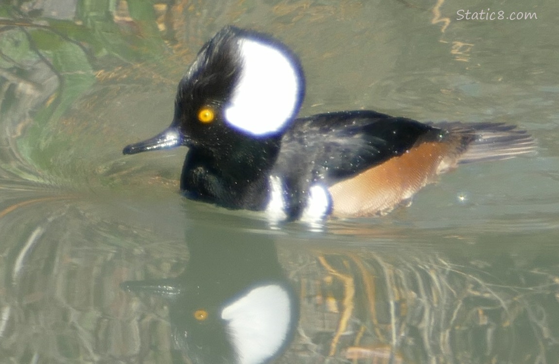 Male Hooded Merganser paddling on the water