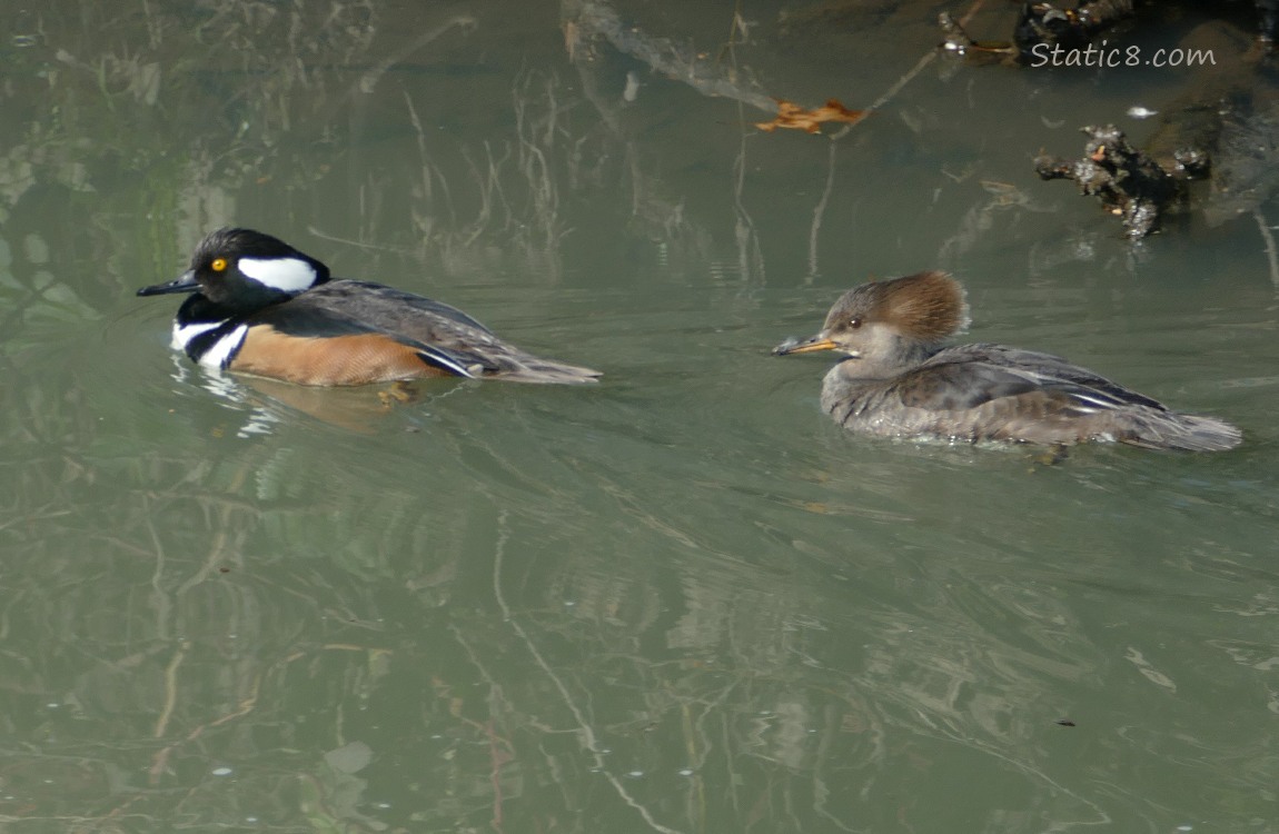 Hooded Merganser pair paddling on the water